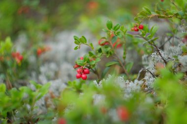 Kırmızı böğürtlen. Kızılcık makro fotoğrafı. Vahşi yaşam orman bitkileri