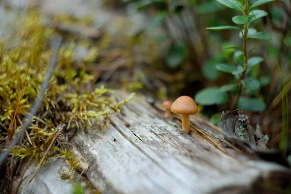 Pequeños hongos que crecen en un tronco musgoso podrido en el bosque —  Fotos de Stock