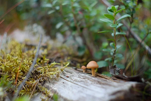 Små svampar som växer på en ruttnande mossig stock i skogen — Stockfoto