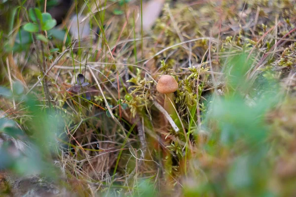 Pequeños hongos que crecen en musgo en el dosel del bosque —  Fotos de Stock