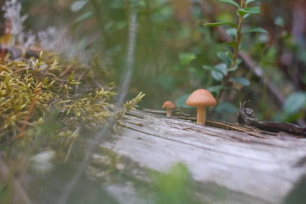 Pequeños hongos que crecen en un tronco musgoso podrido en el bosque —  Fotos de Stock