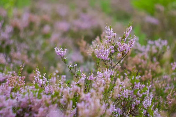 Flores lila púrpura de brezo floreciente en el bosque — Foto de Stock