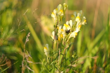 Böcek sarı aslanağzı çiçeğinin üzerine oturur. Doğa çayırındaki kır çiçekleri