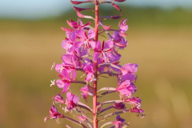 Sonbaharda pembe ateş otu çayı. Açan solmuş kır çiçekleri çayırda..