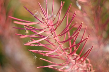 Sonbaharda pembe ateş otu çayı. Açan solmuş kır çiçekleri çayırda..