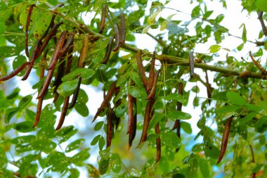 Akasya 'nın dalları, tohumlu yapraklar ve kapsüller