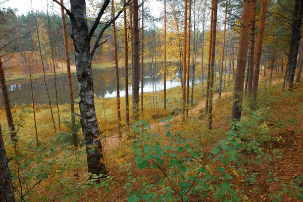 Klein meertje in herfstbos natuur landschap — Stockfoto