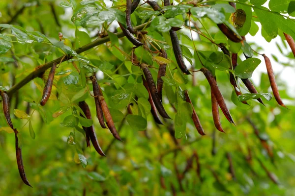 Branches of Acacia, Leaves and Pods with seeds — стокове фото