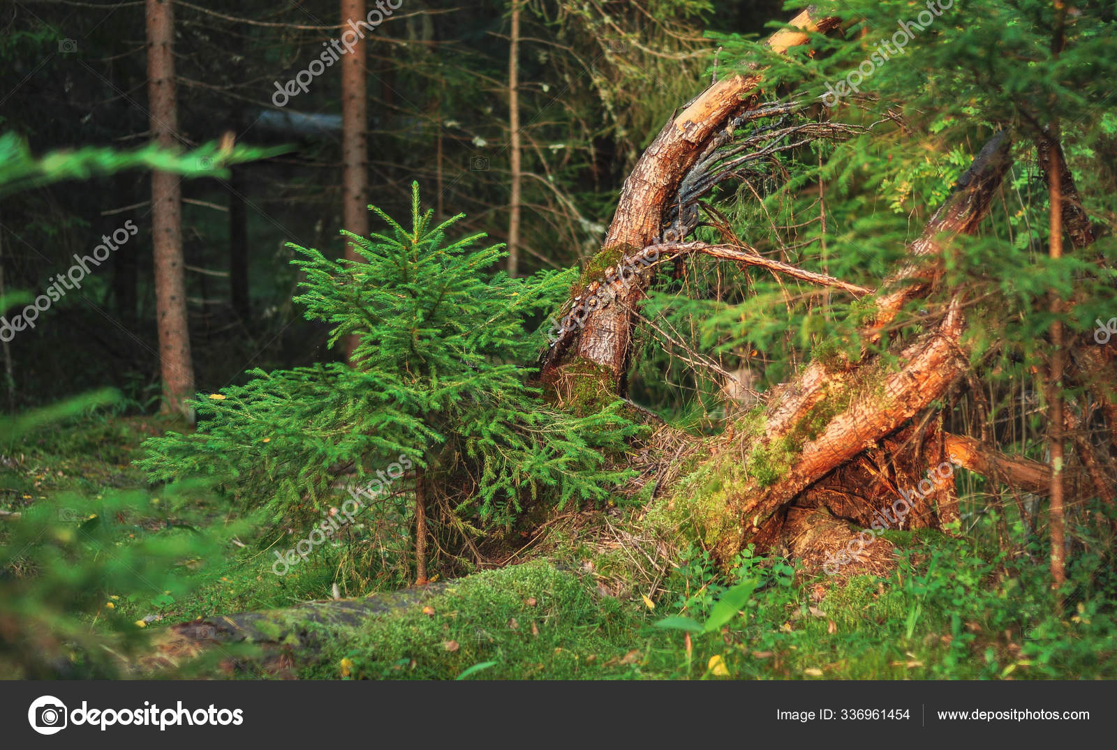 Kleine Junge Grune Fichte Kiefer Pflanze Nadelstumpf Wald Wald Moos Hintergrund Stockfotografie Lizenzfreie Fotos C Bukharina 336961454 Depositphotos