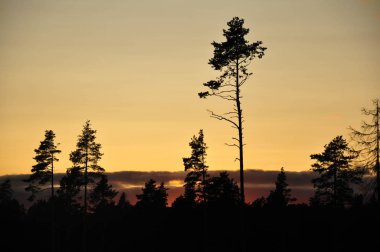 Çam ağaçları ve orman siluetleri turuncu günbatımı gökyüzü manzarası