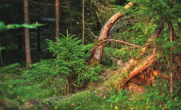 Kleine jonge groene sparren pijnboom plant naald stomp bos bos mos achtergrond — Stockfoto