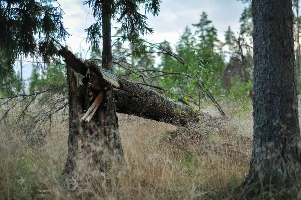 Sparren dennenboom gebroken door storm in het bos — Stockfoto