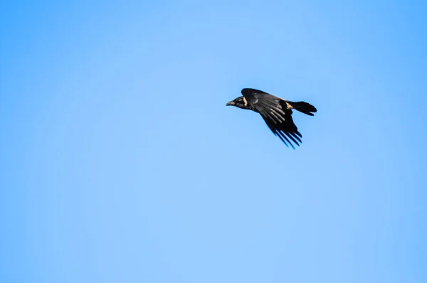 Ворона Полете Голубом Небе Одинокая Птица — стоковое фото