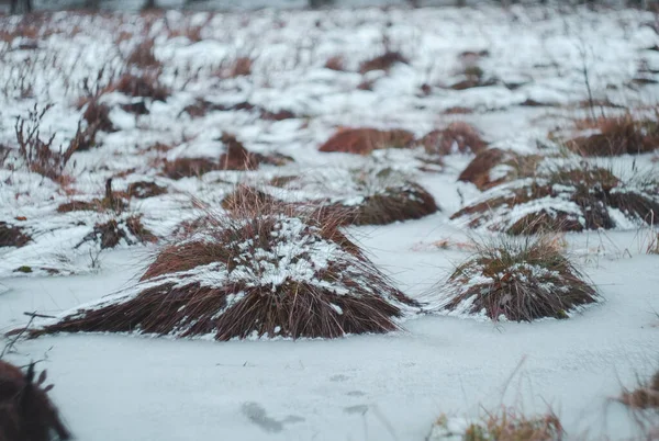 Salju Menutupi Hummocks Rumput Kering Rawa Musim Dingin — Stok Foto