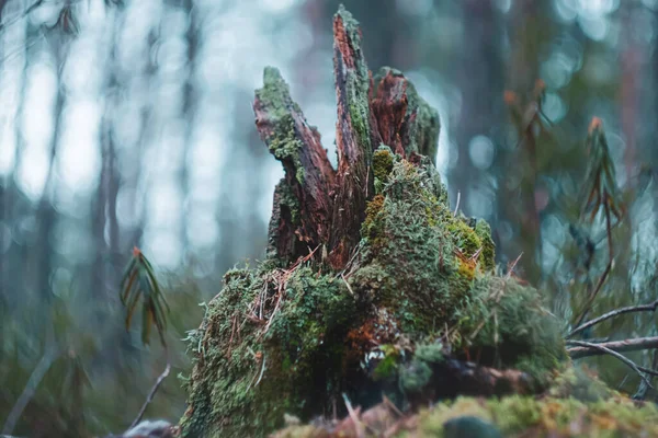 Moss Cubierto Viejo Tocón Pino Fondo Borroso Del Bosque —  Fotos de Stock