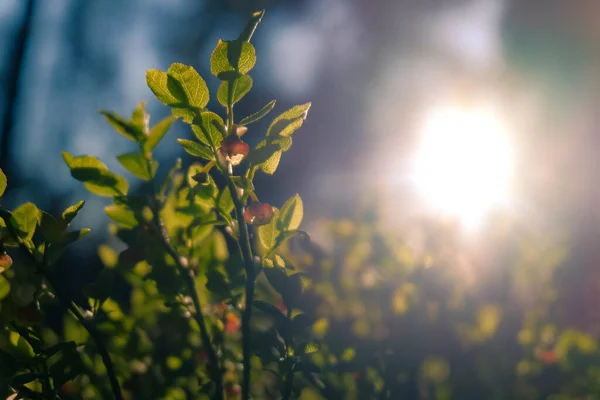 ブルーベリーの花 春の森の中でブッシュを咲かせるマクロ写真 — ストック写真