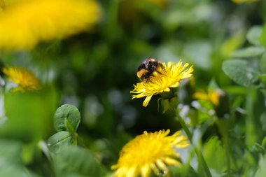 Bumblebee sarı karahindiba çiçekli vahşi yaşam makro fotoğrafında.