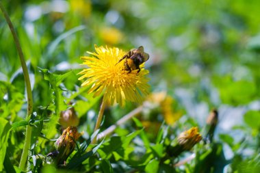Bumblebee sarı karahindiba çiçekli vahşi yaşam makro fotoğrafında.