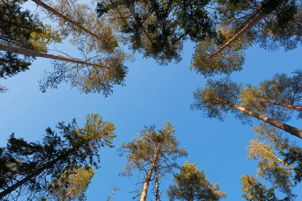 Вершини Соснових Дерев Проти Блакитного Неба Теплому Сонячному Світлі Вид — стокове фото