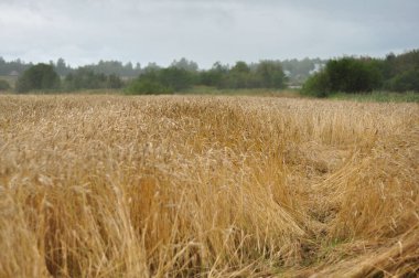 Yellow wheat spikes in the field in rainy autumn day landscape