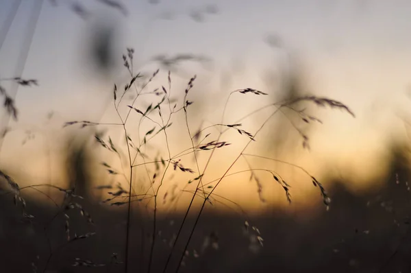 Розмиті Стебла Сухої Трави Кольорах Заходу Сонця Фон Природи — стокове фото