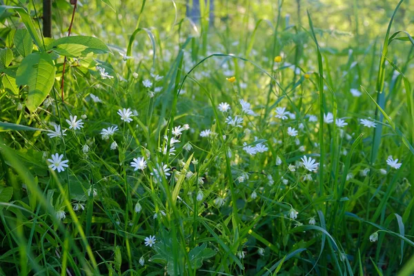 Stellaria White Wildflowers Forest Nature Flowers Green Grass — 图库照片