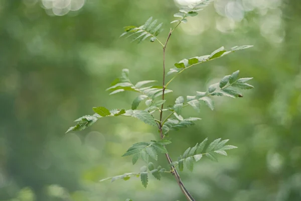 Ramo Árvore Rowan Com Folhas Verdes Fundo Natureza Floresta Turva — Fotografia de Stock