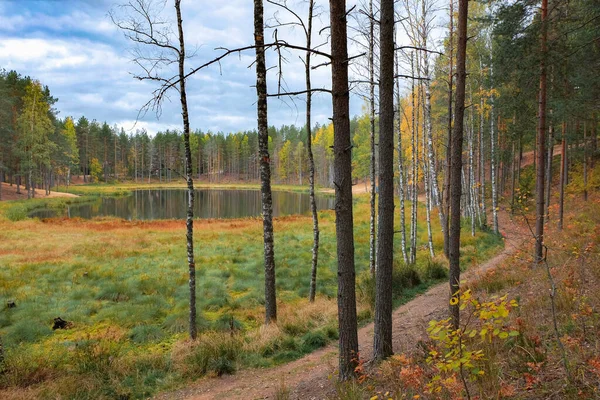 Klein Meertje Het Herfstbos Overwoekerd Moeras Bewolkte Lucht Noordelijk Natuurlandschap — Stockfoto