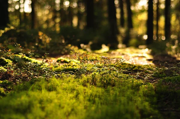 stock image Wild blueberries in the forest. Green bushes and leaves among the thickets of horseback, illuminated by golden sunlight