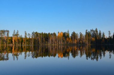 Orman su yüzeyine yansıyor. Geniş panorama. Leningrad bölgesi, Rusya