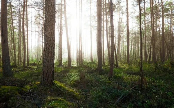 Misterioso Bosque Cuento Hadas Bosques Brumosos Sol Árboles Fondo Naturaleza —  Fotos de Stock