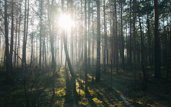 Misterioso Bosque Cuento Hadas Bosques Brumosos Sol Árboles Fondo Naturaleza —  Fotos de Stock