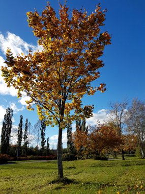 Renkli yaprakları ile güzel sonbahar ağaç