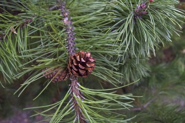 Ormandaki bir dalda çam kozalağı