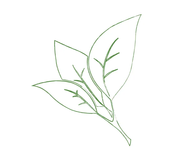 yeşil yaprakları ile şube