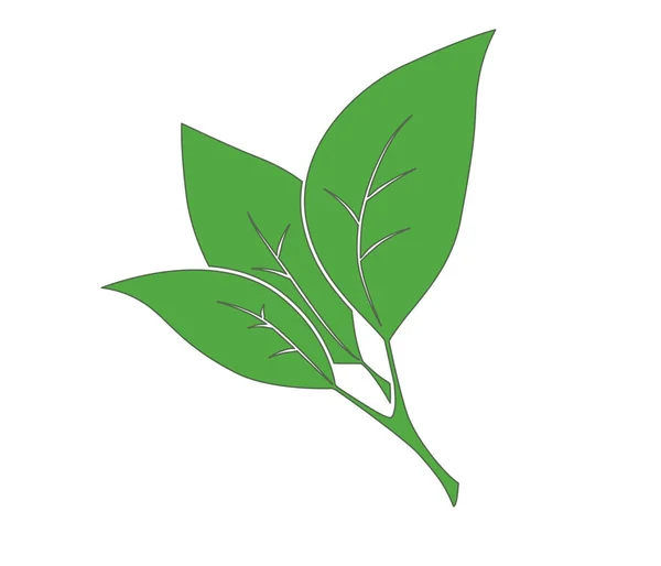 yeşil yaprakları ile şube