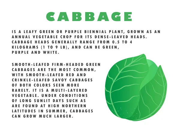 Lahana illüstrasyon ile metin açıklaması