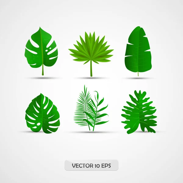 Conjunto de folhas tropicais realistas: folhas de palmeira, folhas da selva, folha dividida. 3D, isolado. Vetor —  Vetores de Stock