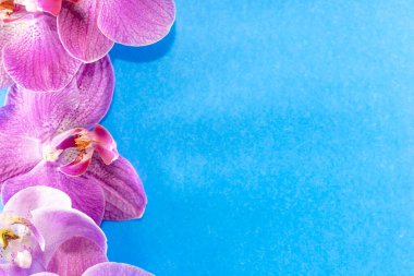 Makro atış. Mavi arkaplanda orkide çiçekleri.