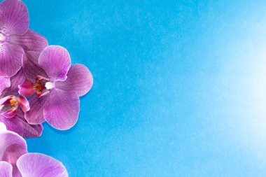 Makro atış. Mavi arkaplanda orkide çiçekleri.