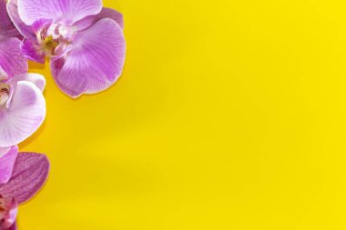 Makro atış. Sarı arkaplanda orkide çiçekleri.