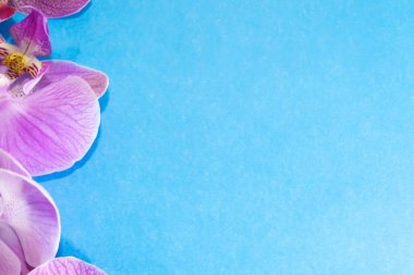 Makro atış. Mavi arkaplanda orkide çiçekleri.