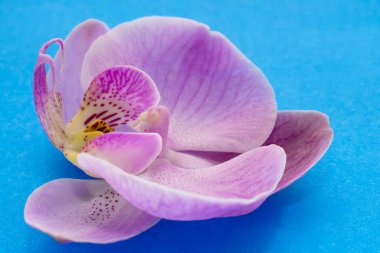 Makro atış. Mavi arkaplanda orkide çiçekleri.
