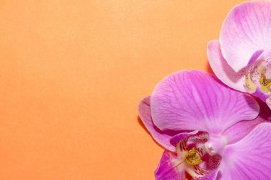 Makro atış. Turuncu arka planda orkide çiçekleri.