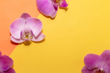 Makro atış. Sarı-turuncu arka planda orkide çiçekleri.