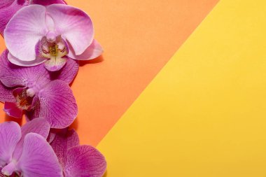 Makro atış. Sarı-turuncu arka planda orkide çiçekleri.
