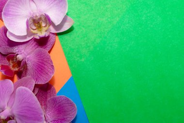 Makro atış. Turuncu-yeşil-mavi arkaplanda orkide çiçekleri.