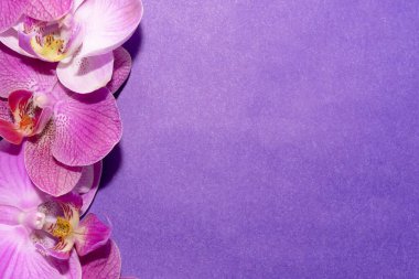 Makro atış. Mor arkaplanda orkide çiçekleri.