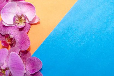 Makro atış. Mavi-turuncu arka planda orkide çiçekleri.