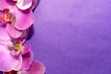 Makro atış. Mor arkaplanda orkide çiçekleri.